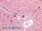 cytokeratin 19 Antibody (C-Term)